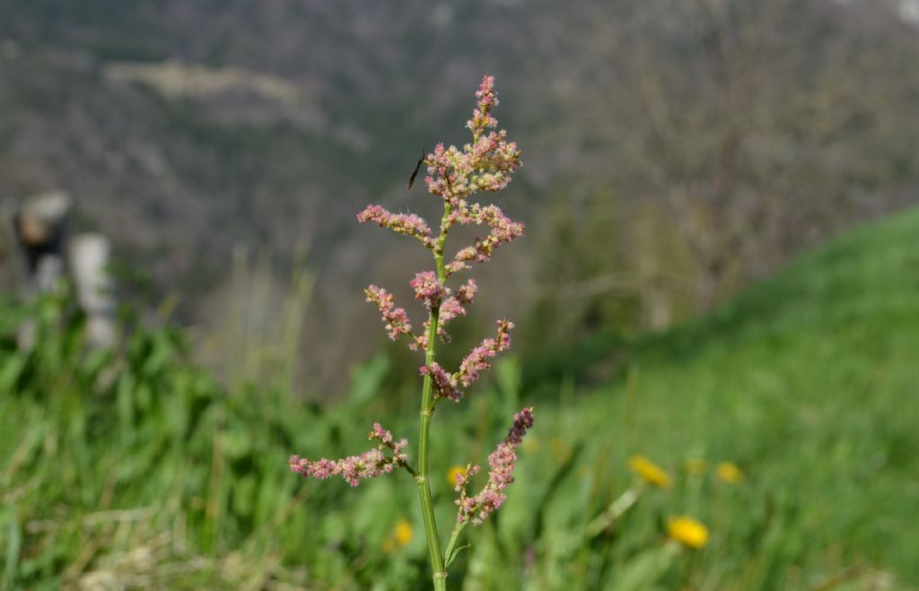Rumex acetosa